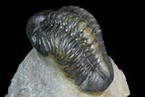 Detailed, 3" Reedops Trilobite - Atchana, Morocco - #130536-5